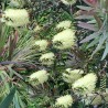 Λεμόνι Bottlebrush σπόροι (Melaleuca pallida) | Seeds Shop Store