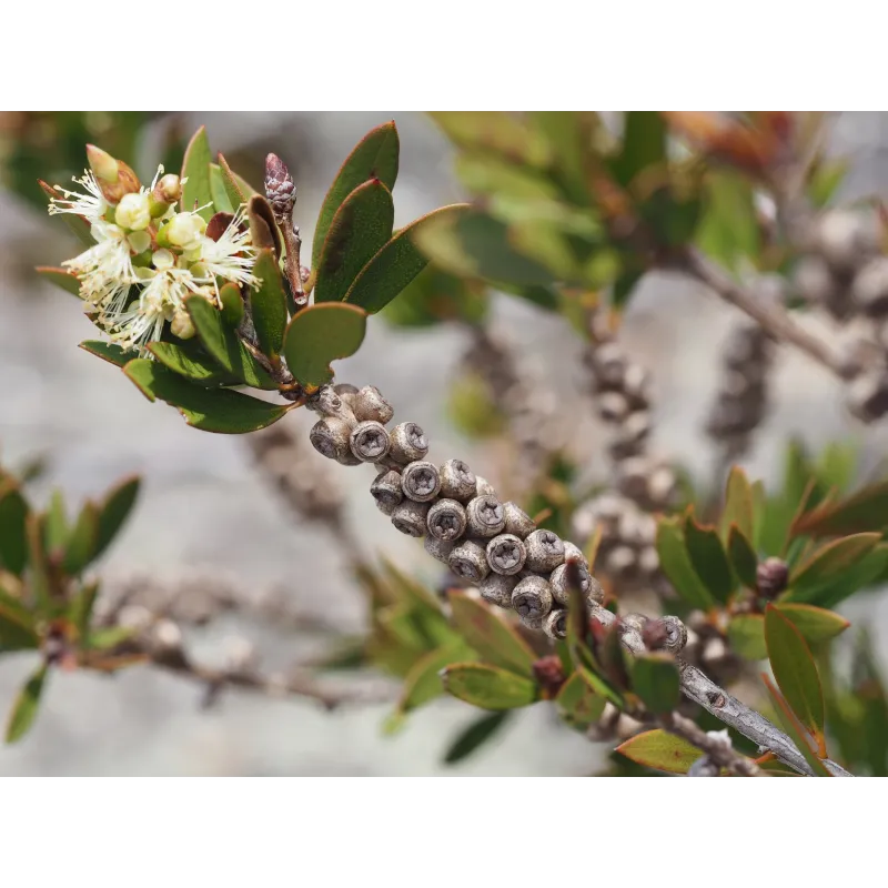Λεμόνι Bottlebrush σπόροι (Melaleuca pallida) | Seeds Shop Store
