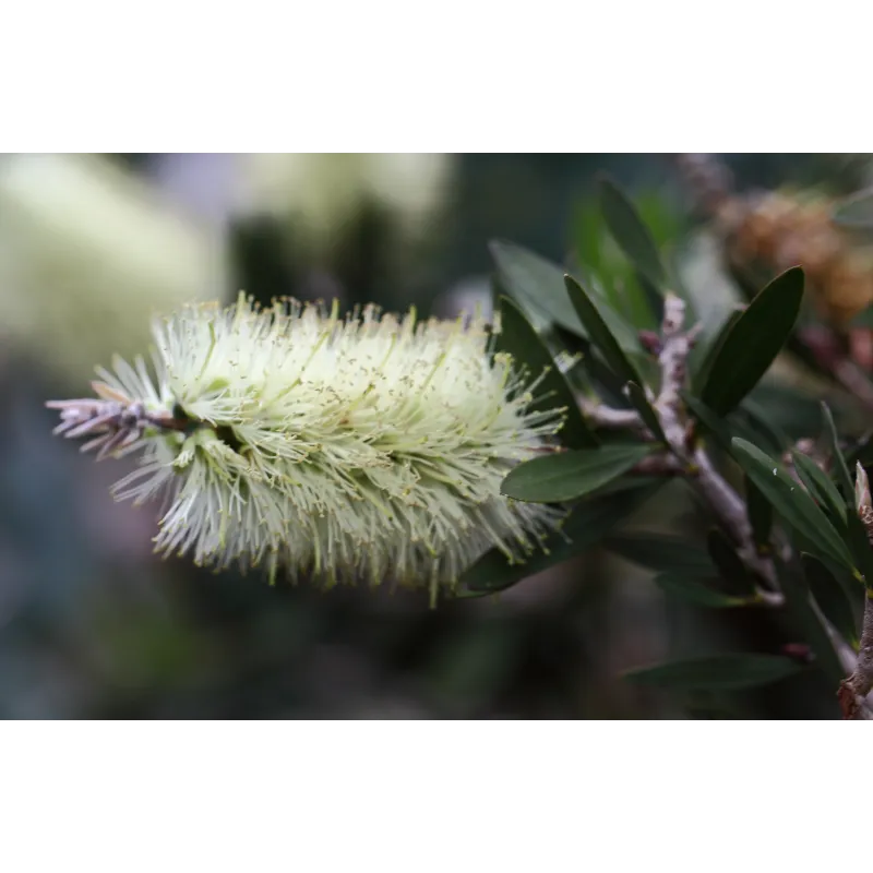 Λεμόνι Bottlebrush σπόροι (Melaleuca pallida) | Seeds Shop Store