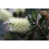 Λεμόνι Bottlebrush σπόροι (Melaleuca pallida) | Seeds Shop Store