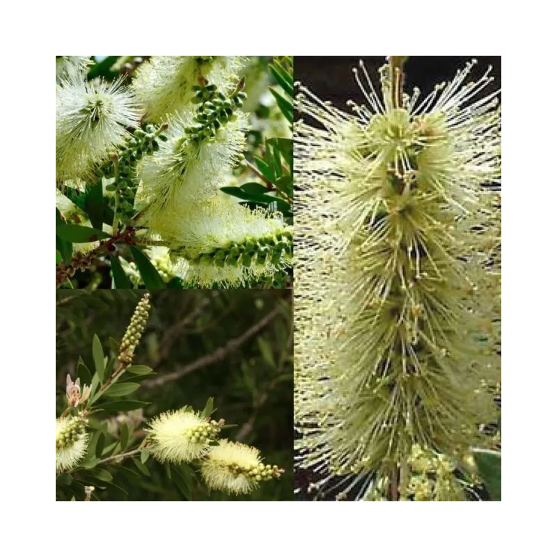 Λεμόνι Bottlebrush σπόροι (Melaleuca pallida) | Seeds Shop Store