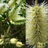 Λεμόνι Bottlebrush σπόροι (Melaleuca pallida) | Seeds Shop Store