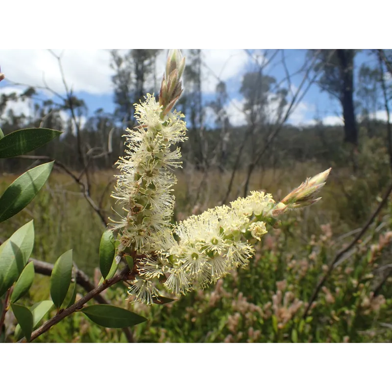Λεμόνι Bottlebrush σπόροι (Melaleuca pallida) | Seeds Shop Store