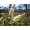 Λεμόνι Bottlebrush σπόροι (Melaleuca pallida) | Seeds Shop Store