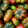 Autentiska Muchamiel-tomatfrön | Seeds Shop Store