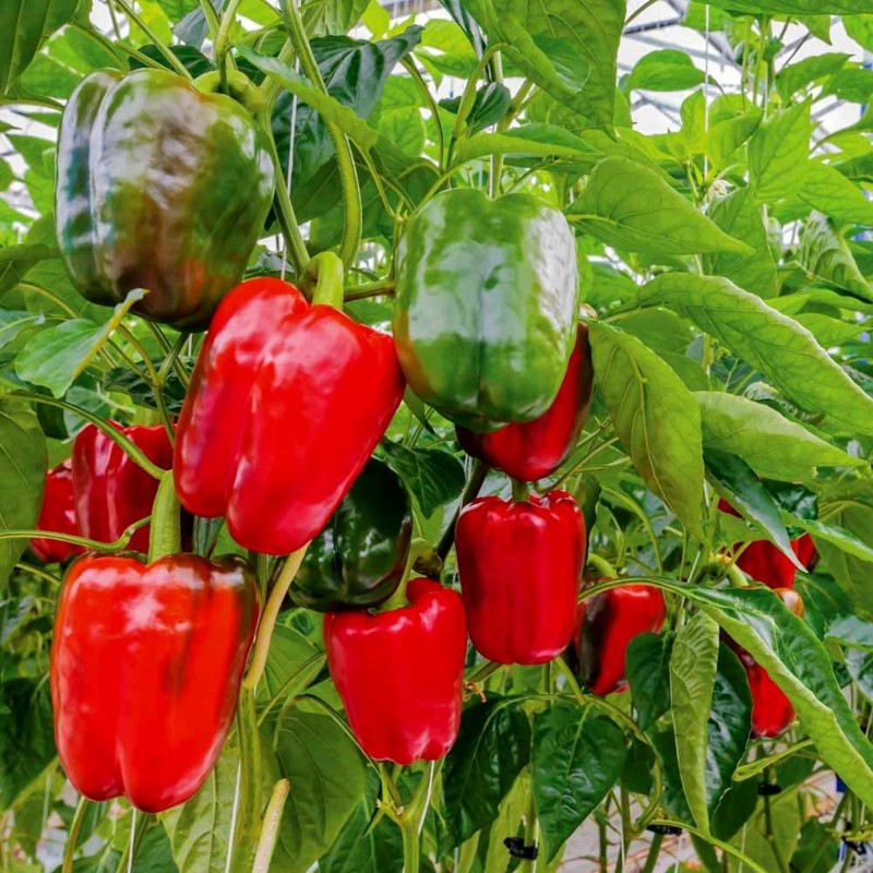 Maor Paprikasamen | Seeds Shop Store