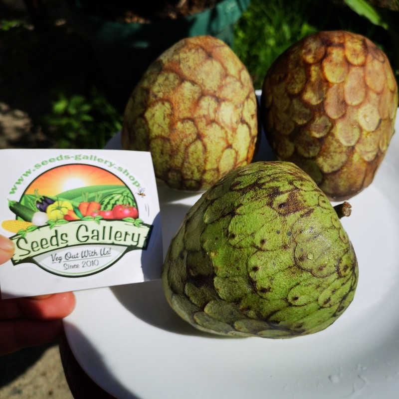 Secerna Jabuka, Čerimoja Seme (Annona cherimola) | Seeds Shop Store
