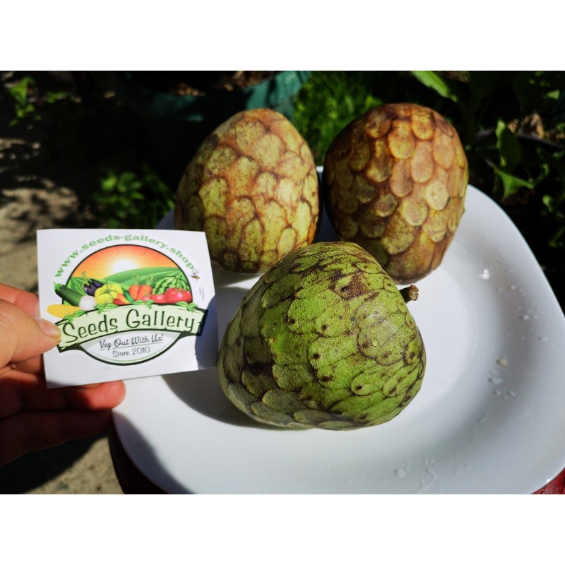 Secerna Jabuka, Čerimoja Seme (Annona cherimola) | Seeds Shop Store