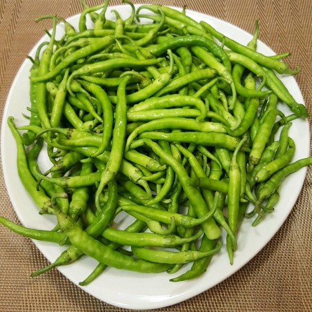 Guindilla De Ibarra green chili pepper seeds | Seeds Shop Store