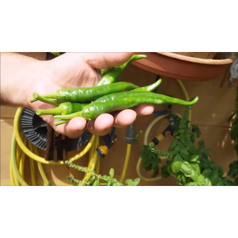 Guindilla De Ibarra green chili pepper seeds | Seeds Shop Store