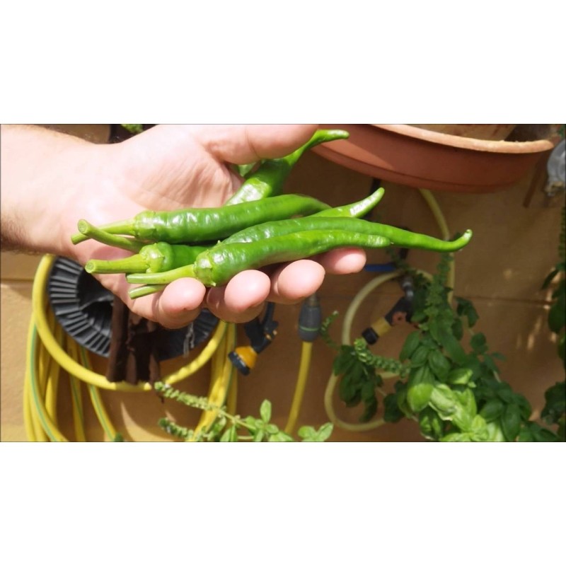 Semillas de Pimiento Guindilla De Ibarra | Seeds Shop Store