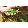 Guindilla De Ibarra green chili pepper seeds | Seeds Shop Store