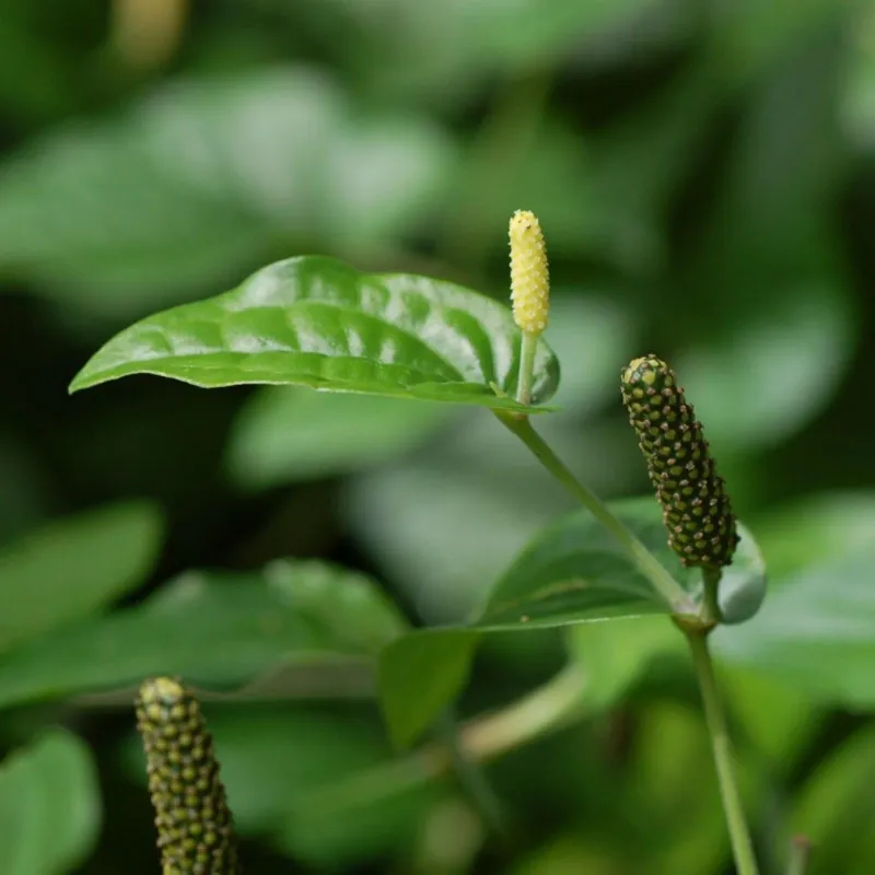 Long pepper Seeds (Piper longum) | Seeds Shop Store