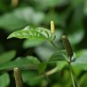 Long pepper Seeds (Piper longum) | Seeds Shop Store