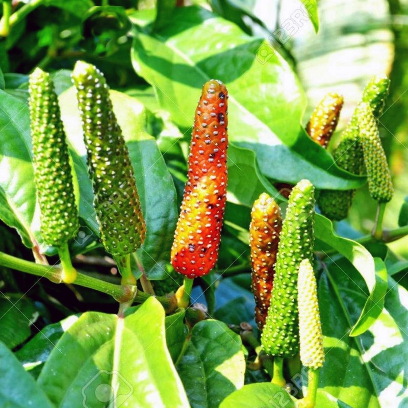 Long pepper Seeds (Piper longum) | Seeds Shop Store