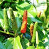 Long pepper Seeds (Piper longum) | Seeds Shop Store