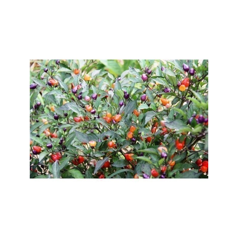 Chili Numex Centennial Seme | Seeds Shop Store