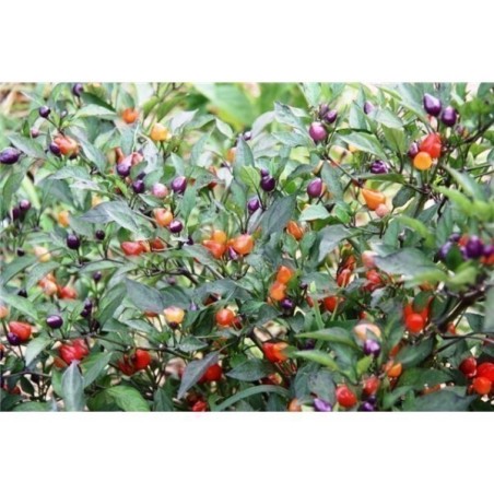 Chili Numex Centennial Seme | Seeds Shop Store