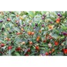 Chili Numex Centennial Seme | Seeds Shop Store