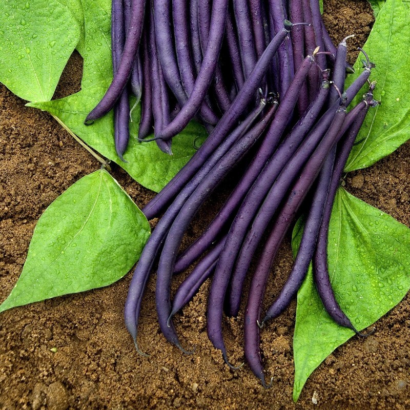 Amethyst Dwarf Bean Seeds | Seeds Shop Store