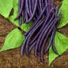 Amethyst Dwarf Bean Seeds | Seeds Shop Store