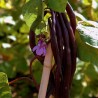 Amethyst Dwarf Bean Seeds | Seeds Shop Store