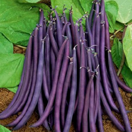 Amethyst Dwarf Bean Seeds | Seeds Shop Store