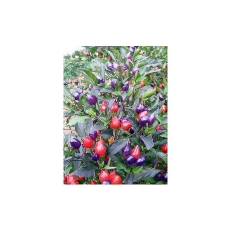 Chili Numex Centennial Seme | Seeds Shop Store