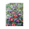 Chili Numex Centennial Seme | Seeds Shop Store