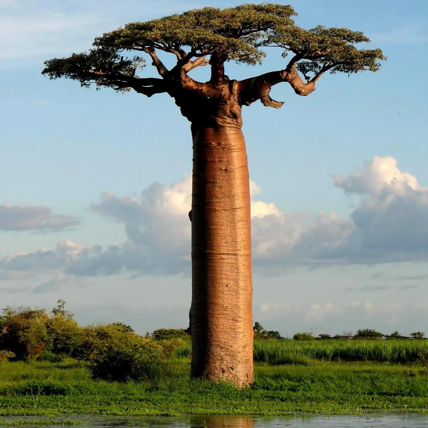 Semillas de Baobab (Adansonia digitata) - 293.223938