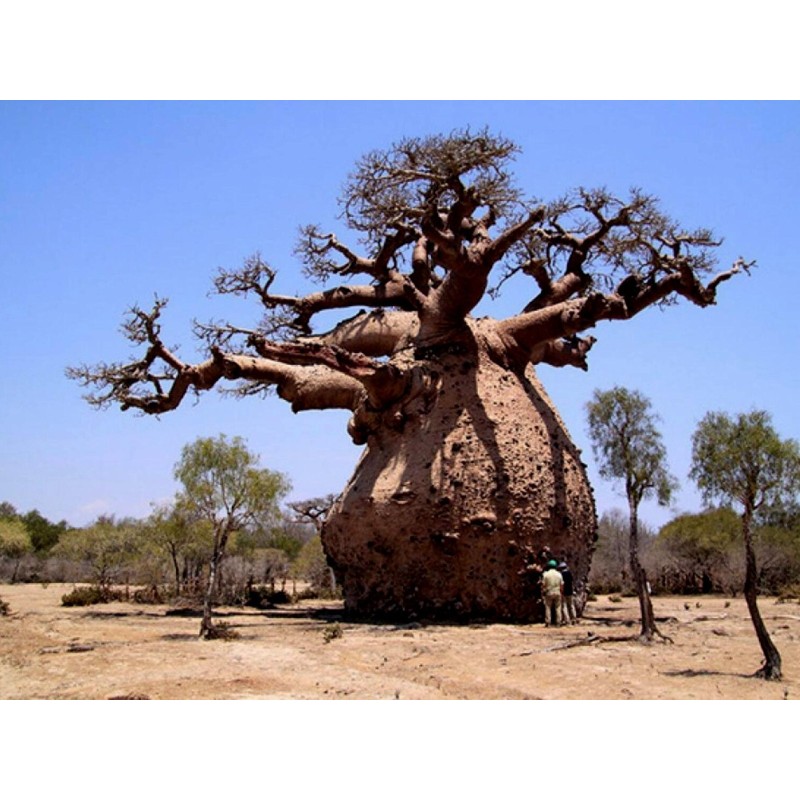 Semillas de Baobab (Adansonia digitata) | Seeds Shop Store