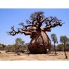 Semillas de Baobab (Adansonia digitata) | Seeds Shop Store