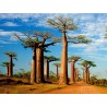 Semillas de Baobab (Adansonia digitata) | Seeds Shop Store