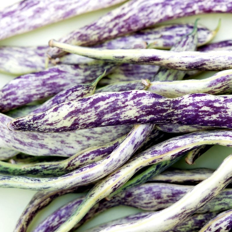 Bean Seeds Merveille de Piemonte | Seeds Shop Store