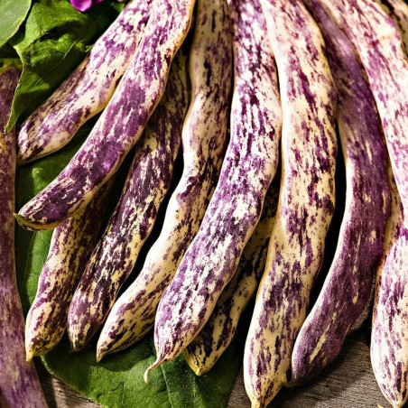 Bean Seeds Merveille de Piemonte | Seeds Shop Store