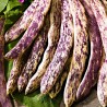 Bean Seeds Merveille de Piemonte | Seeds Shop Store