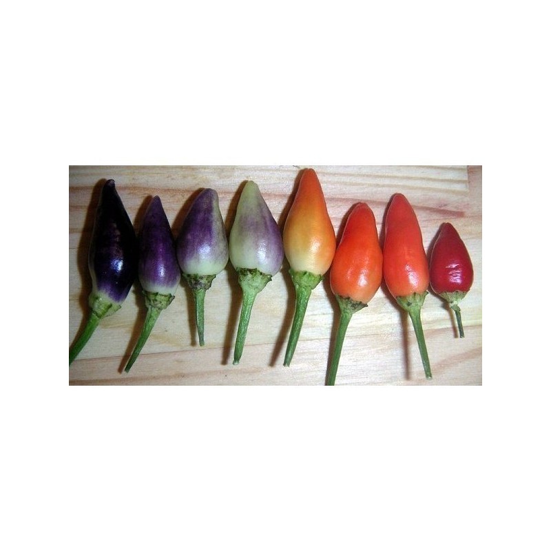Chili Numex Centennial Seme | Seeds Shop Store