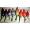 Chili Numex Centennial Seme | Seeds Shop Store
