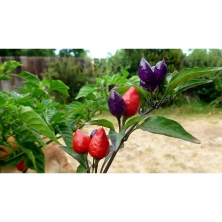 Chili Numex Centennial Seme | Seeds Shop Store