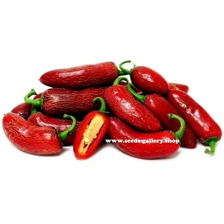 Sementes de Early Jalapeno Pepper Pimenta Rápida Colheita | Seeds Shop Store