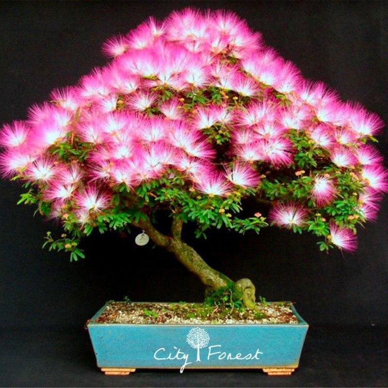 Seidenbaum, Seidenakazie, Schlafbaum Samen (Albizia julibrissin) | Seeds Shop Store