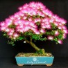 Seidenbaum, Seidenakazie, Schlafbaum Samen (Albizia julibrissin) | Seeds Shop Store