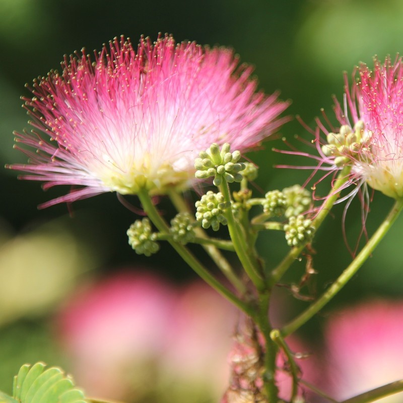 Seidenbaum, Seidenakazie, Schlafbaum Samen (Albizia julibrissin) | Seeds Shop Store
