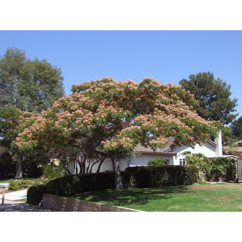 Seidenbaum, Seidenakazie, Schlafbaum Samen (Albizia julibrissin) | Seeds Shop Store