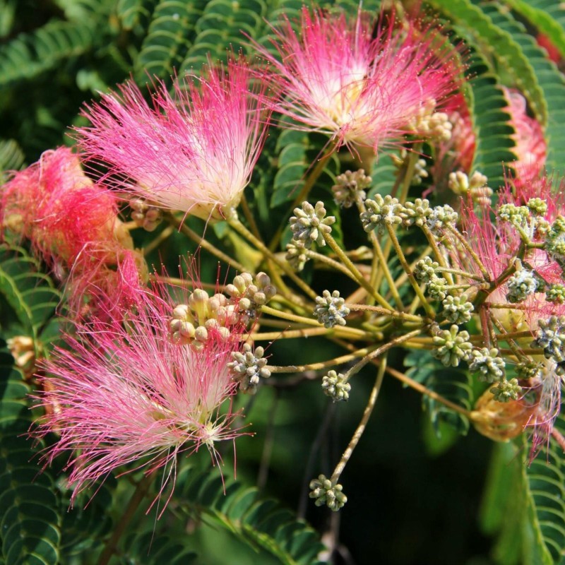 Seidenbaum, Seidenakazie, Schlafbaum Samen (Albizia julibrissin) | Seeds Shop Store