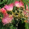 Seidenbaum, Seidenakazie, Schlafbaum Samen (Albizia julibrissin) | Seeds Shop Store