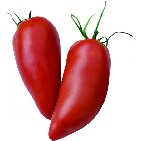 Nasiona pomidora Róg Andów - 2.3