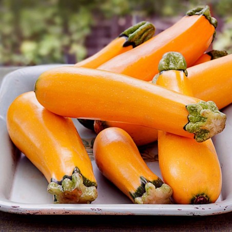 Orange Zucchini Samen SOLEIL | Seeds Shop Store