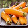 Orange Zucchini Samen SOLEIL | Seeds Shop Store