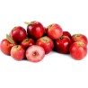 Siberian Crab Apple Seeds (Malus baccata) | Seeds Shop Store
